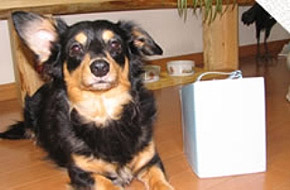 ペットを飼っているご家庭に